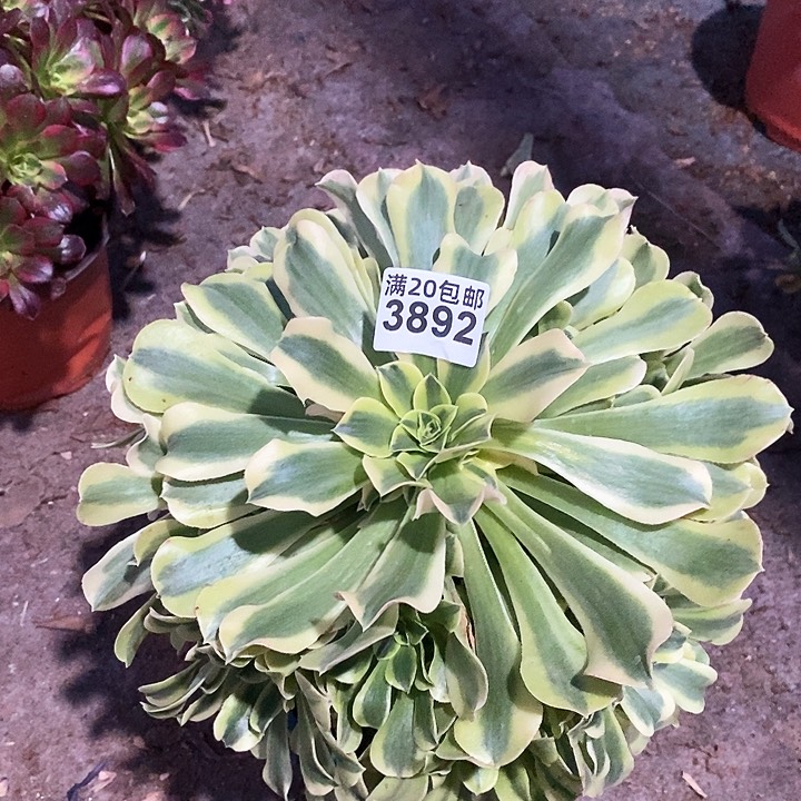 3891 一颗绿豆沙法师