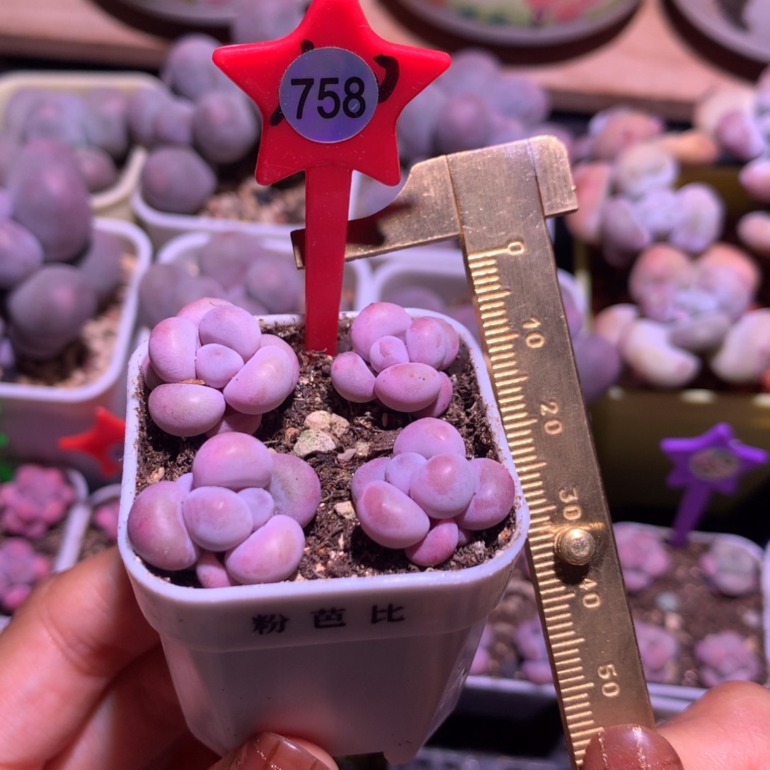 芭比 小书肉奶酪多肉 