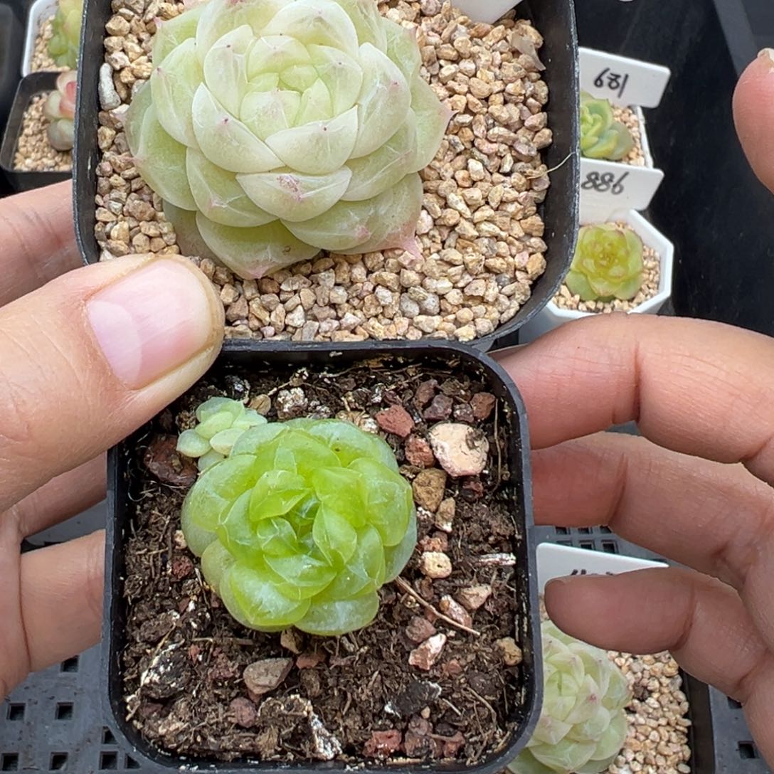 丶***雨347号梨花白加相柳晗雨多肉