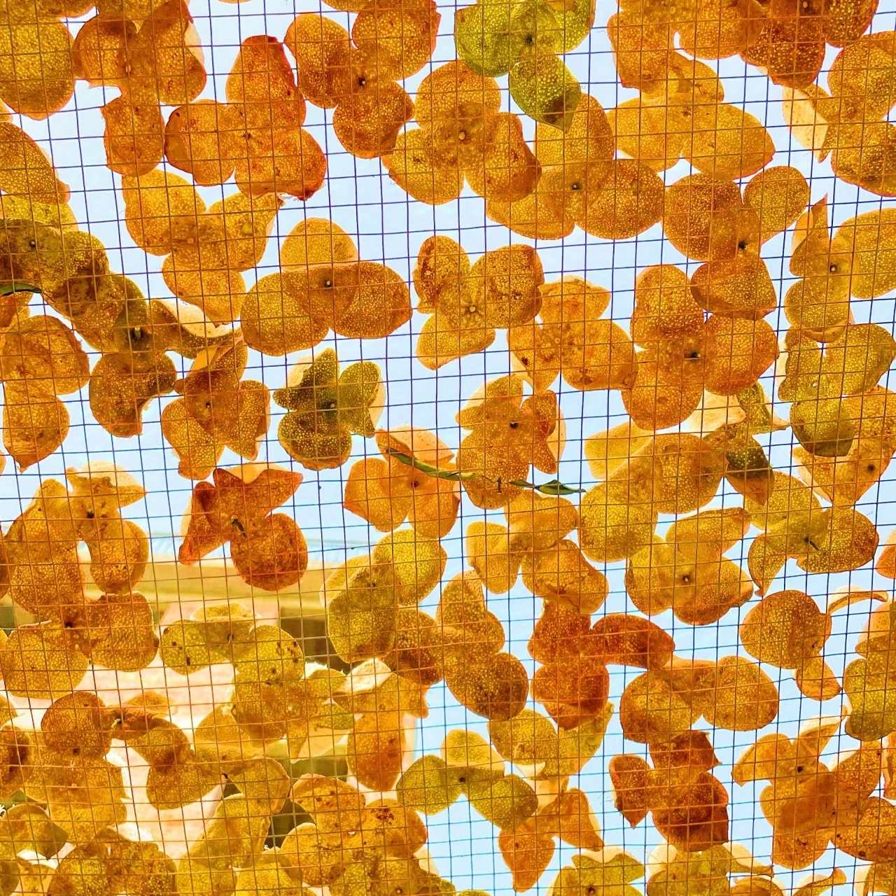 【断皮】广西浦北茶枝柑又称浦北陈皮，太阳生晒