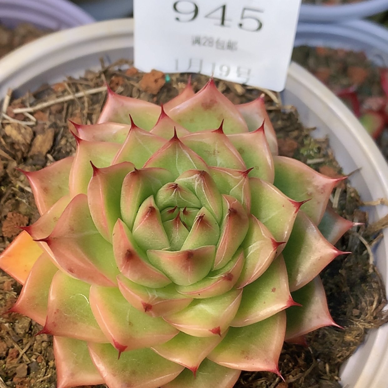 【闪购商品】云945