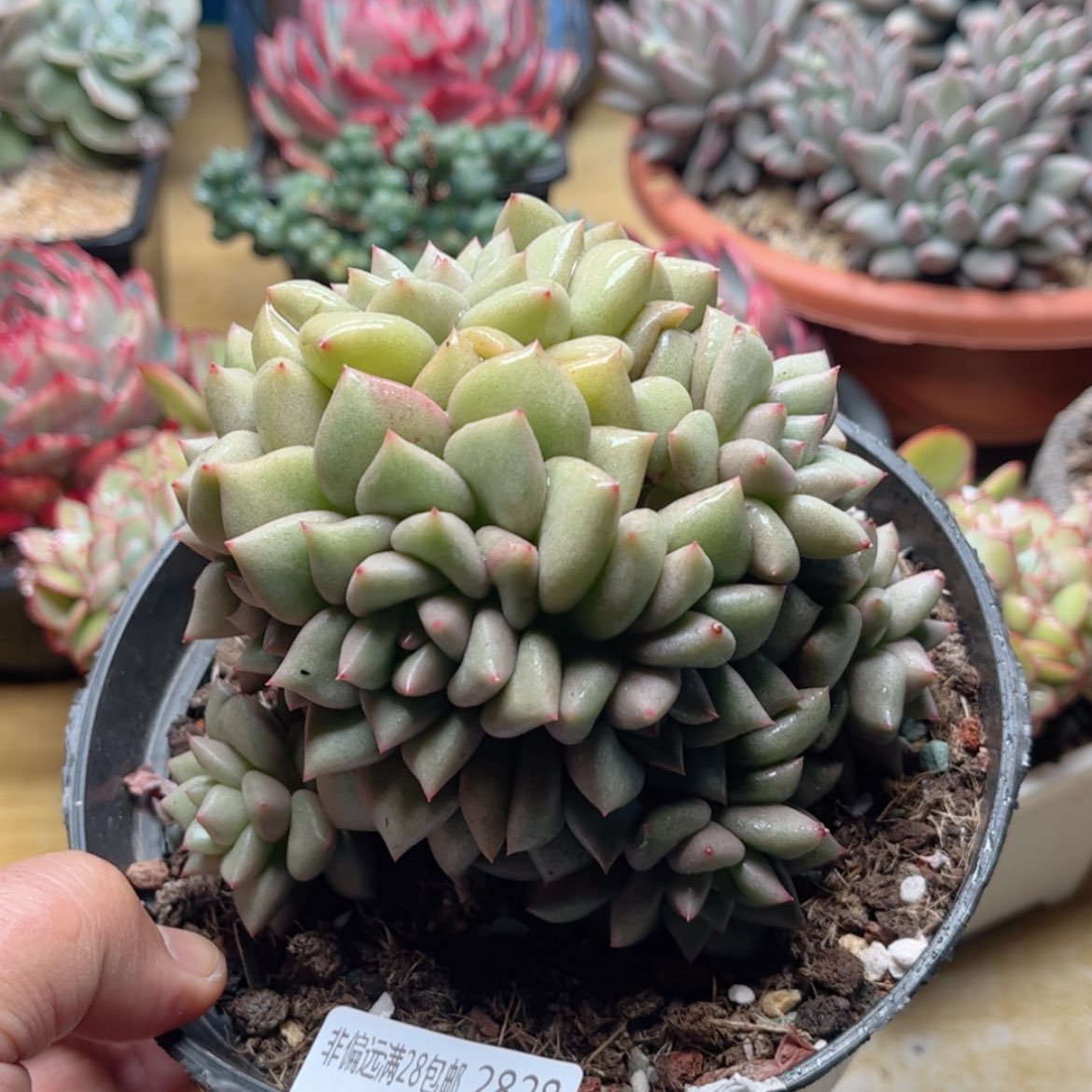 【闪购商品】2828黄金象牙