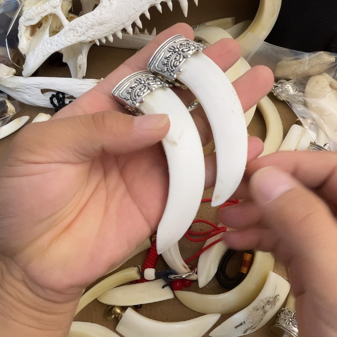 猪牙手串/手链猪牙獠牙