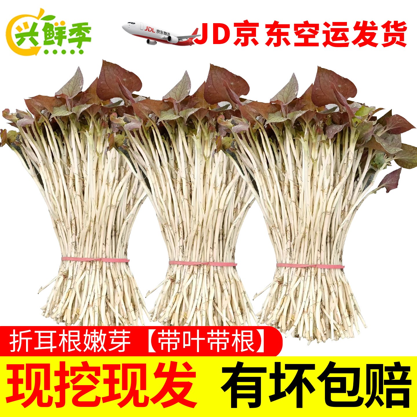 【京东空运】折耳根嫩芽新鲜鱼腥草带叶带根猪鼻孔白芽凉拌生鲜蔬菜