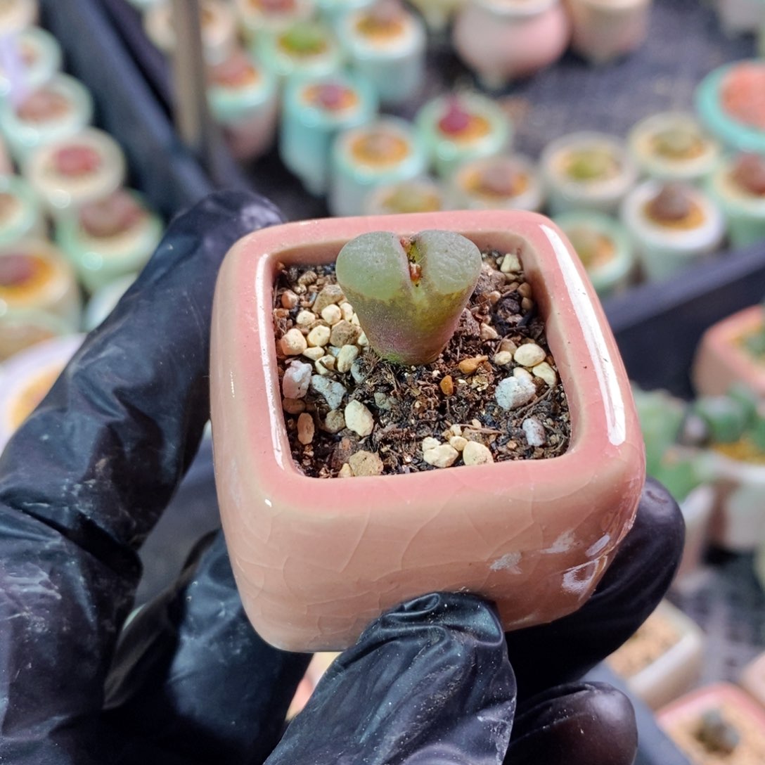 3919--一物一拍带盆