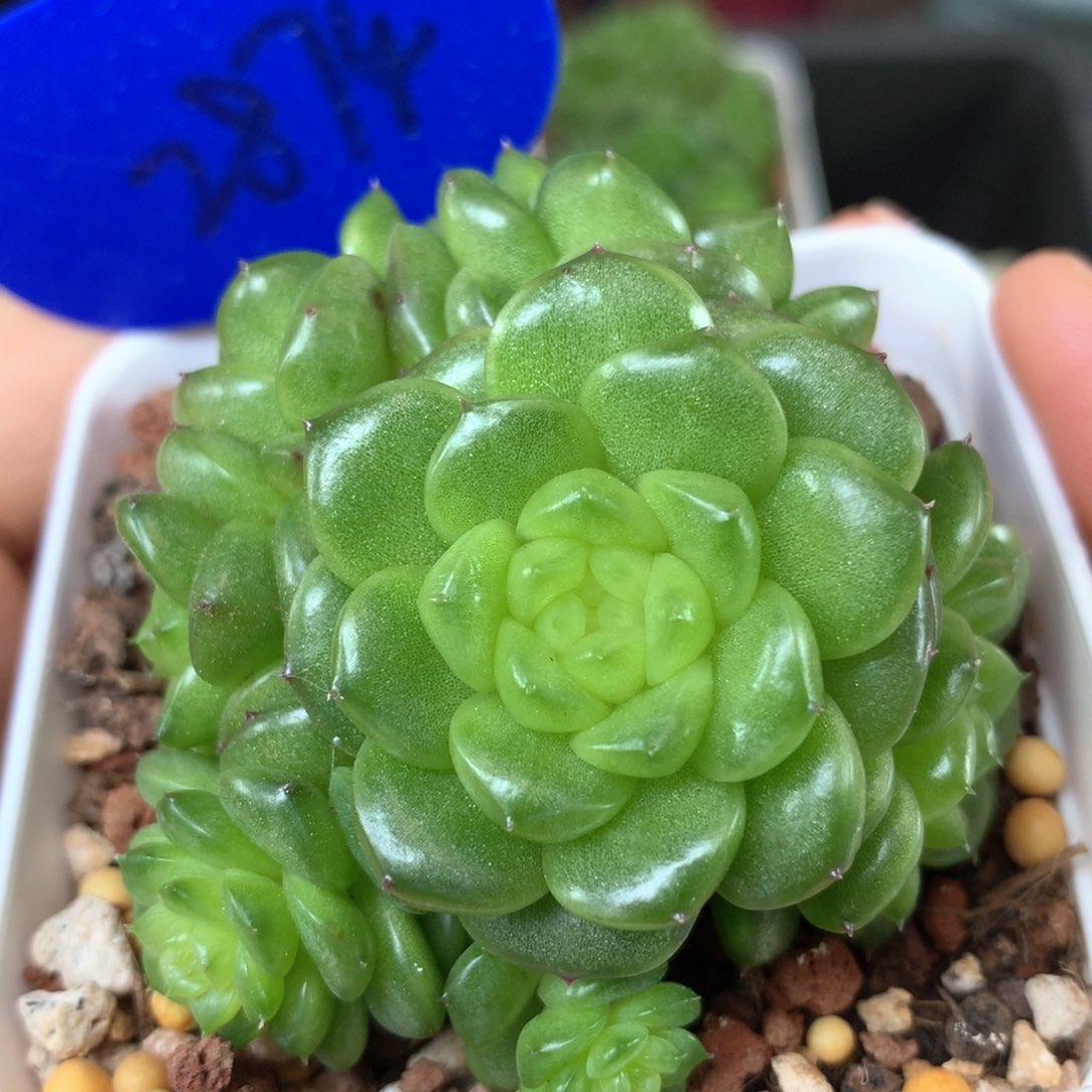 8头灯泡珍妮捧花群2874
