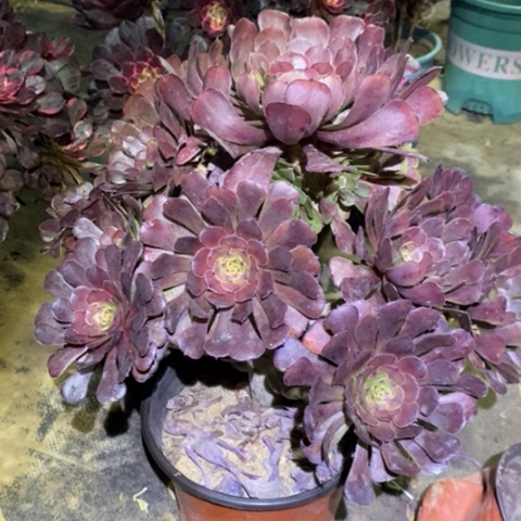 萝莉有断枝多肉060