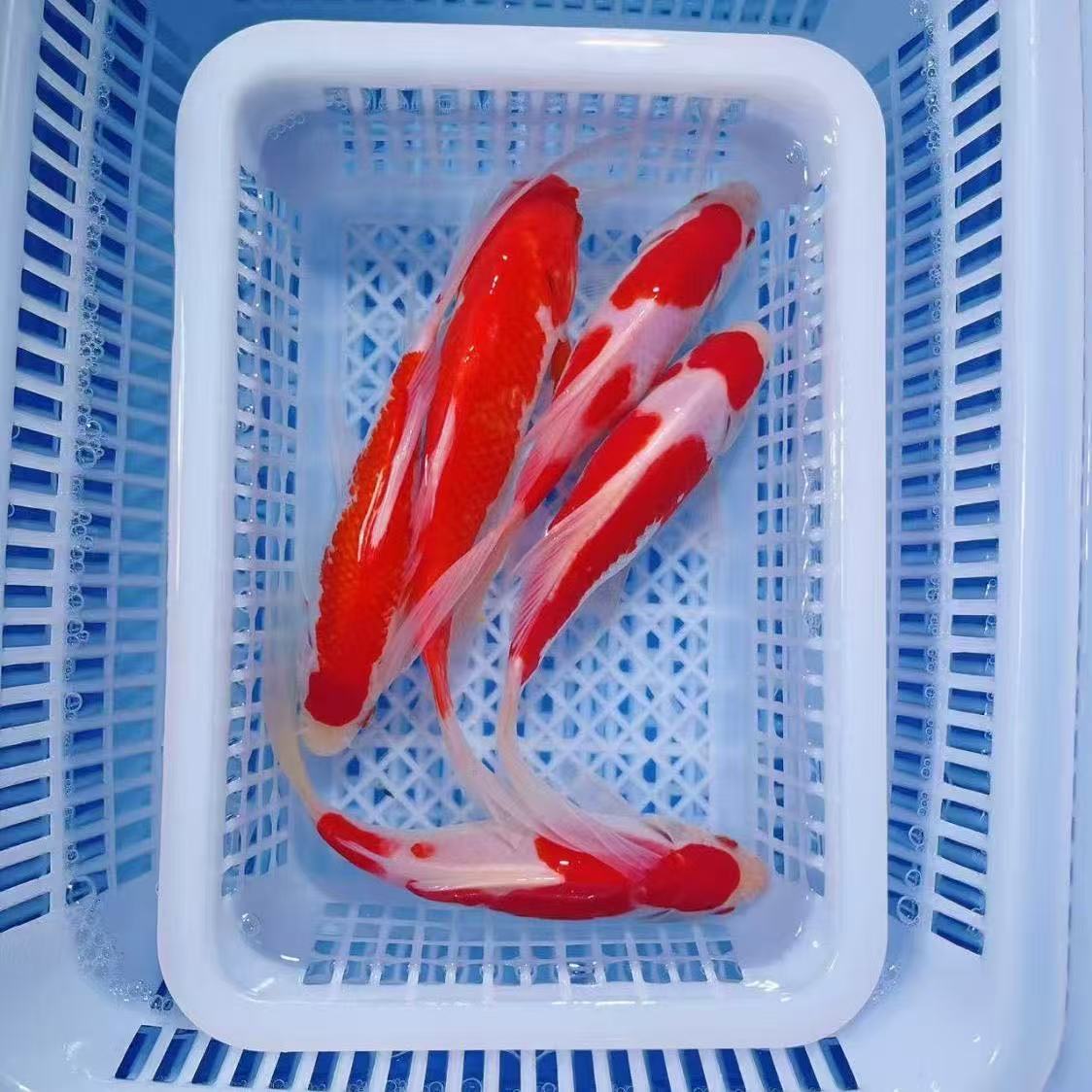 【樱花红白草16-19公分】好养耐活的招财锦鲤冷水观赏鱼活体