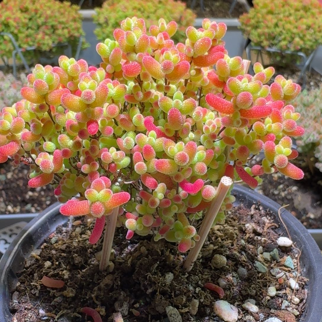 蜜橘糖球枝干番杏149
