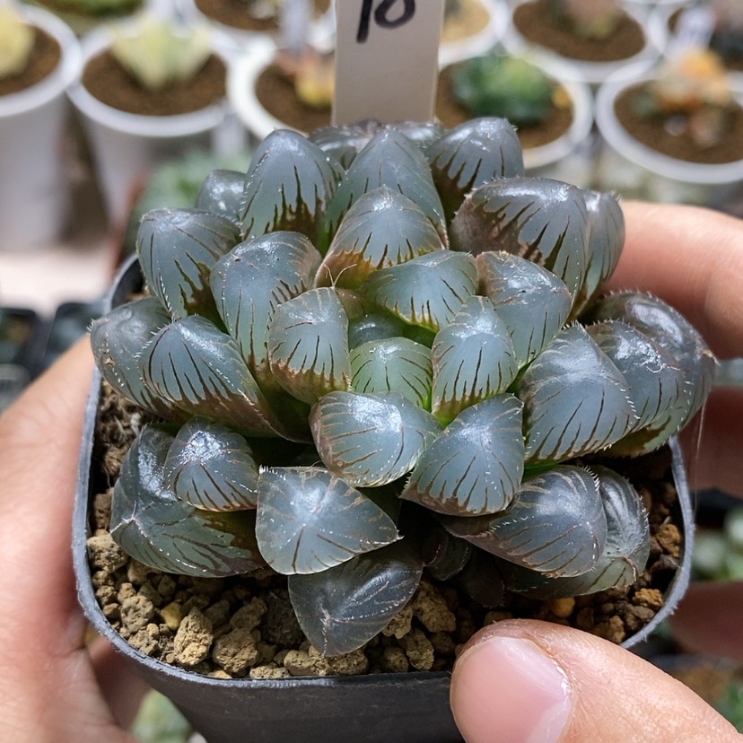 【闪购商品】98蓝镜