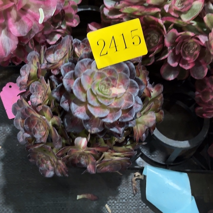 多肉植物福利2415