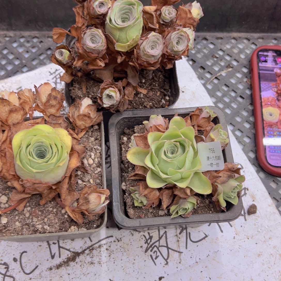 756 侧牙掉了不包损无售后