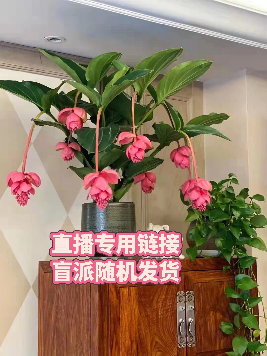 宝莲灯花卉盆栽室内养护高档多年生木本植物红色