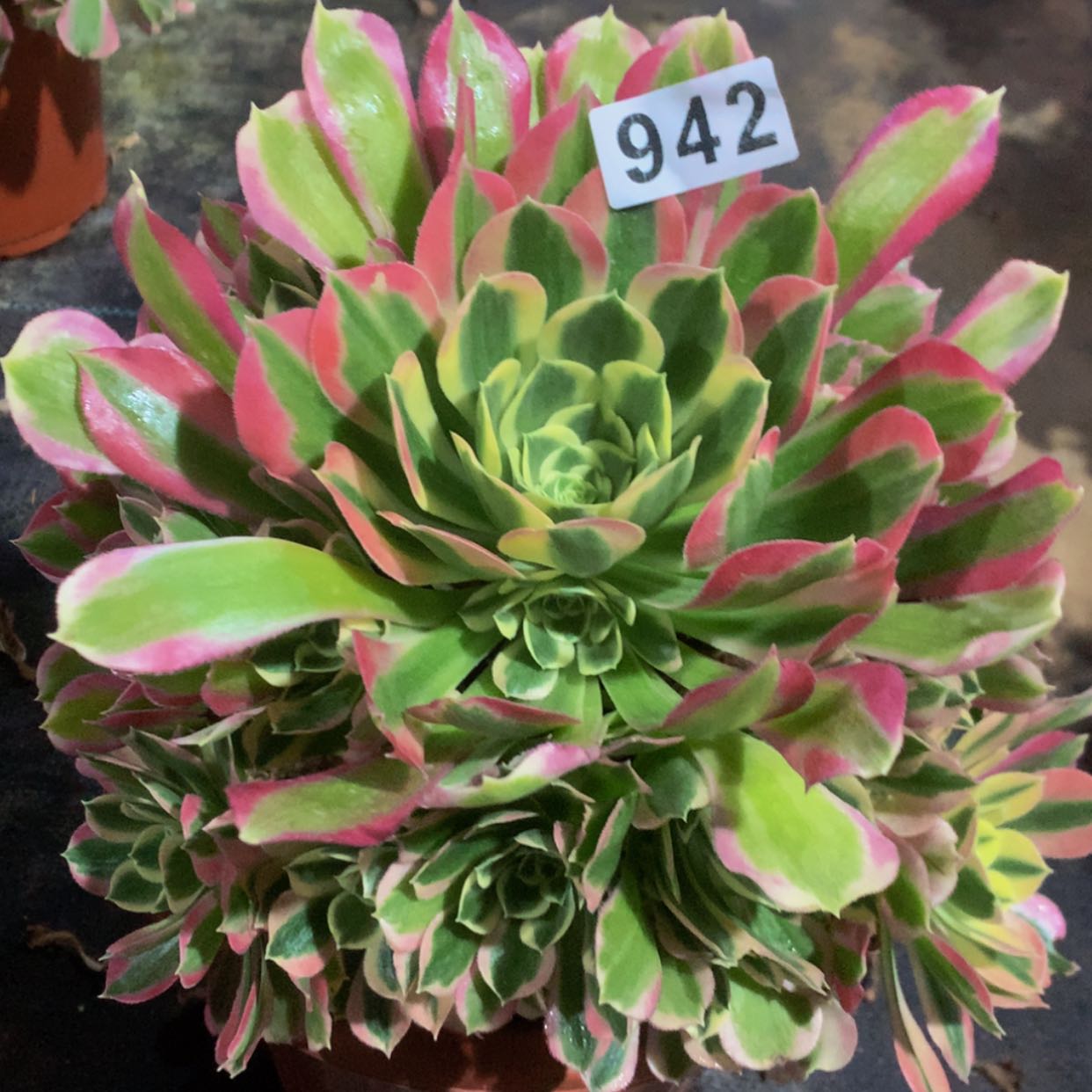 【闪购商品】942白凤多肉