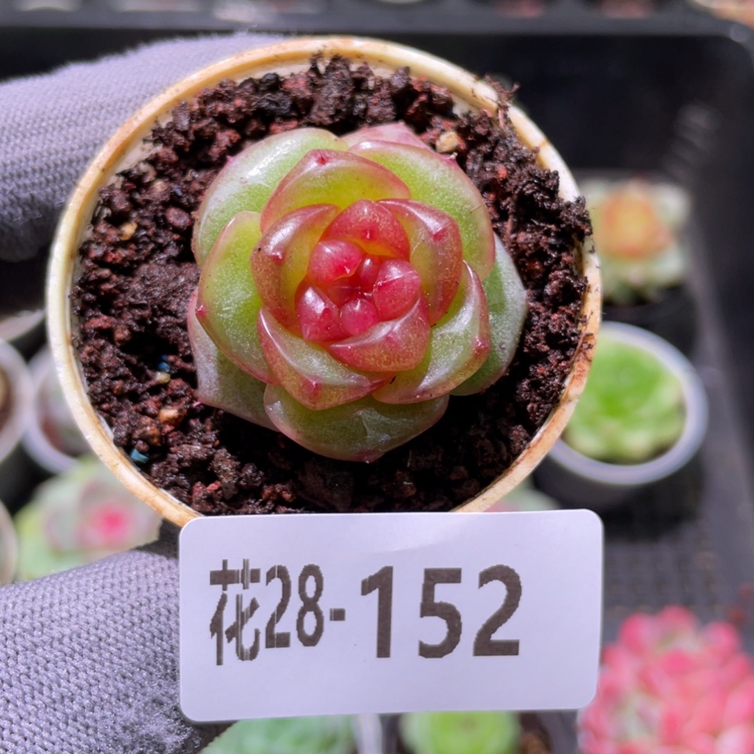 花利美28-152水晶灯