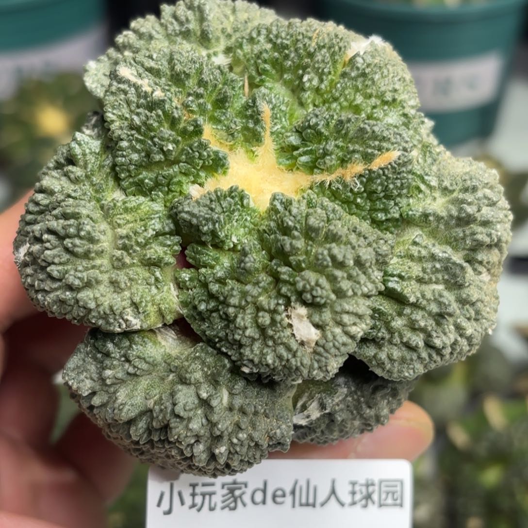 614可节后发货 可帮发根