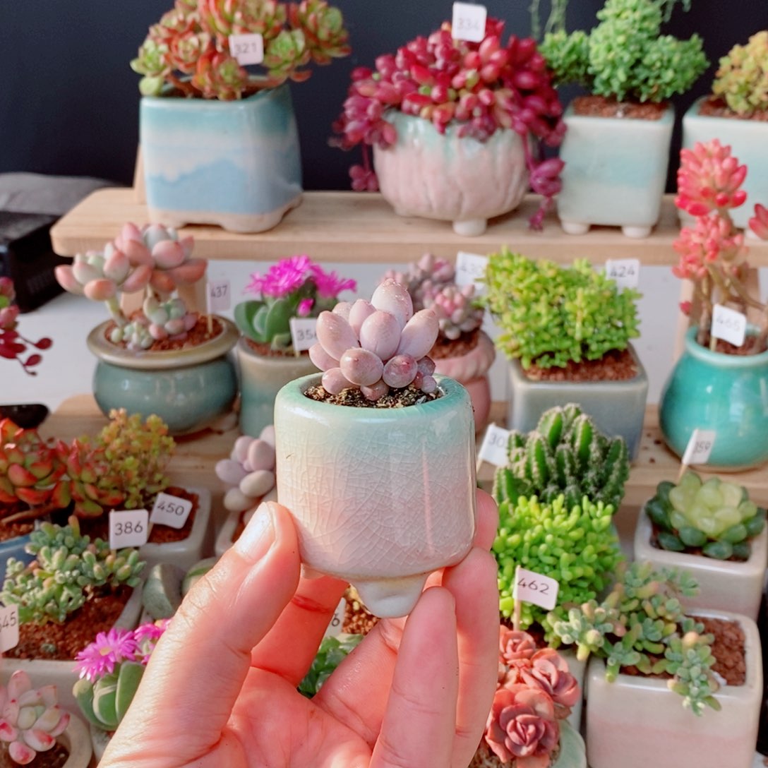 汤圆549号肉肉肉肉肉