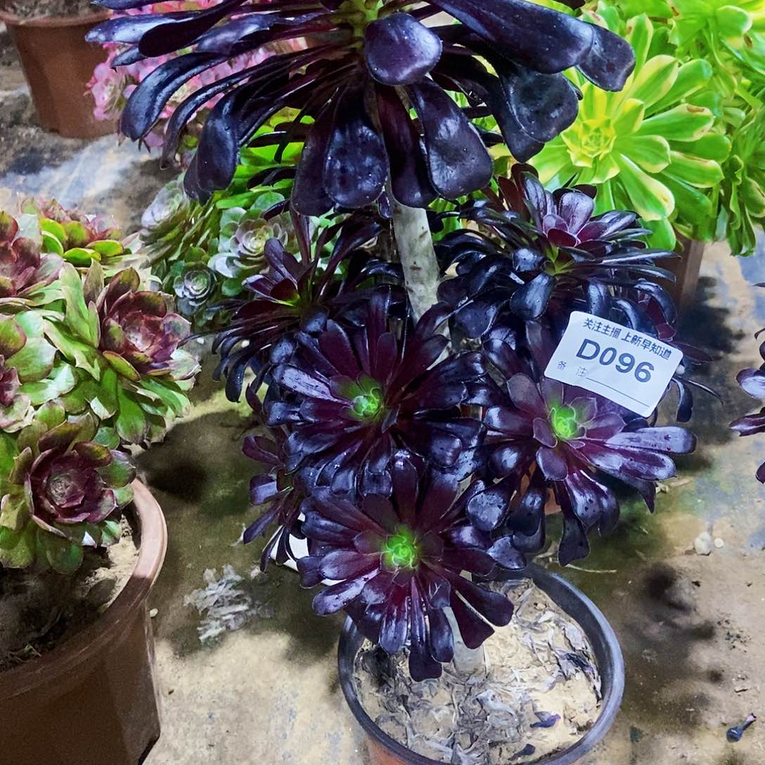 妞多肉9600000000000000