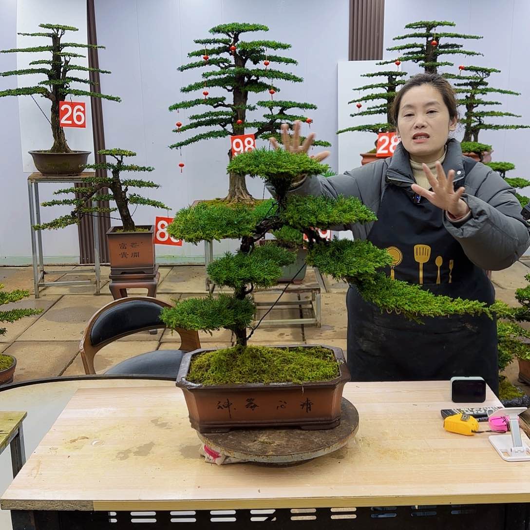 盆景直播间一物一拍