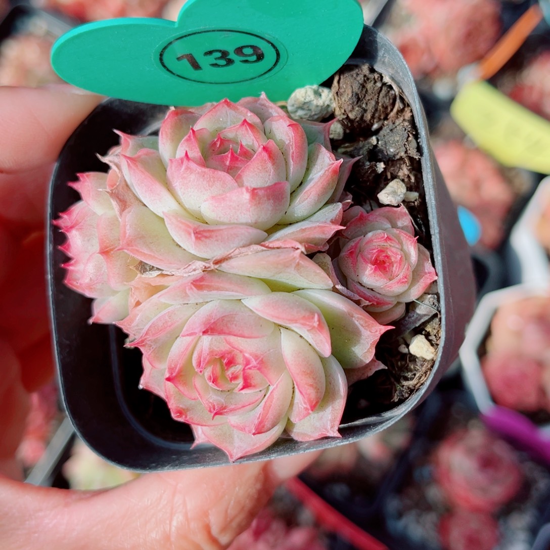 139号小老桩珍妮群