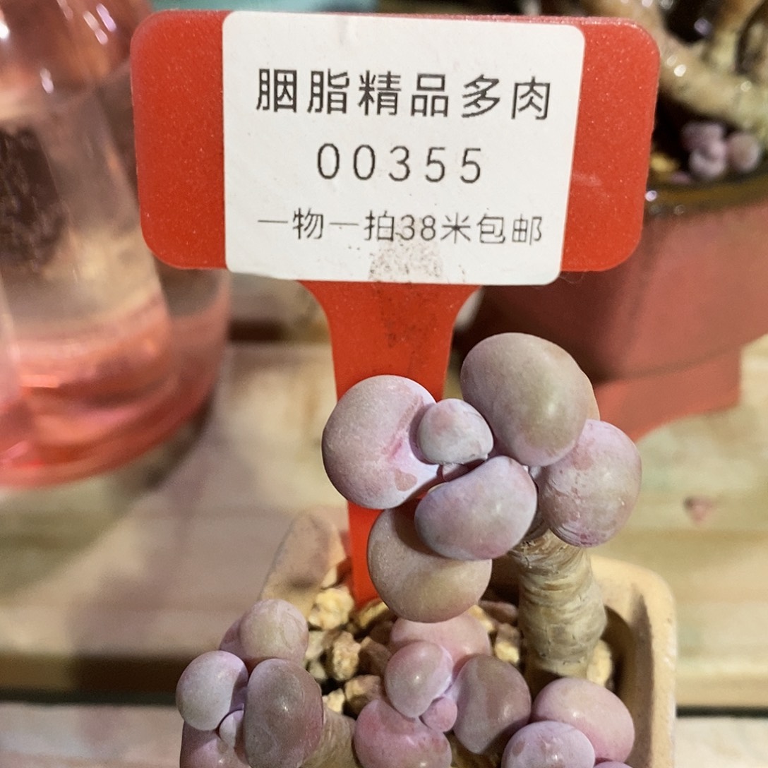 00355啊就OK了my吐