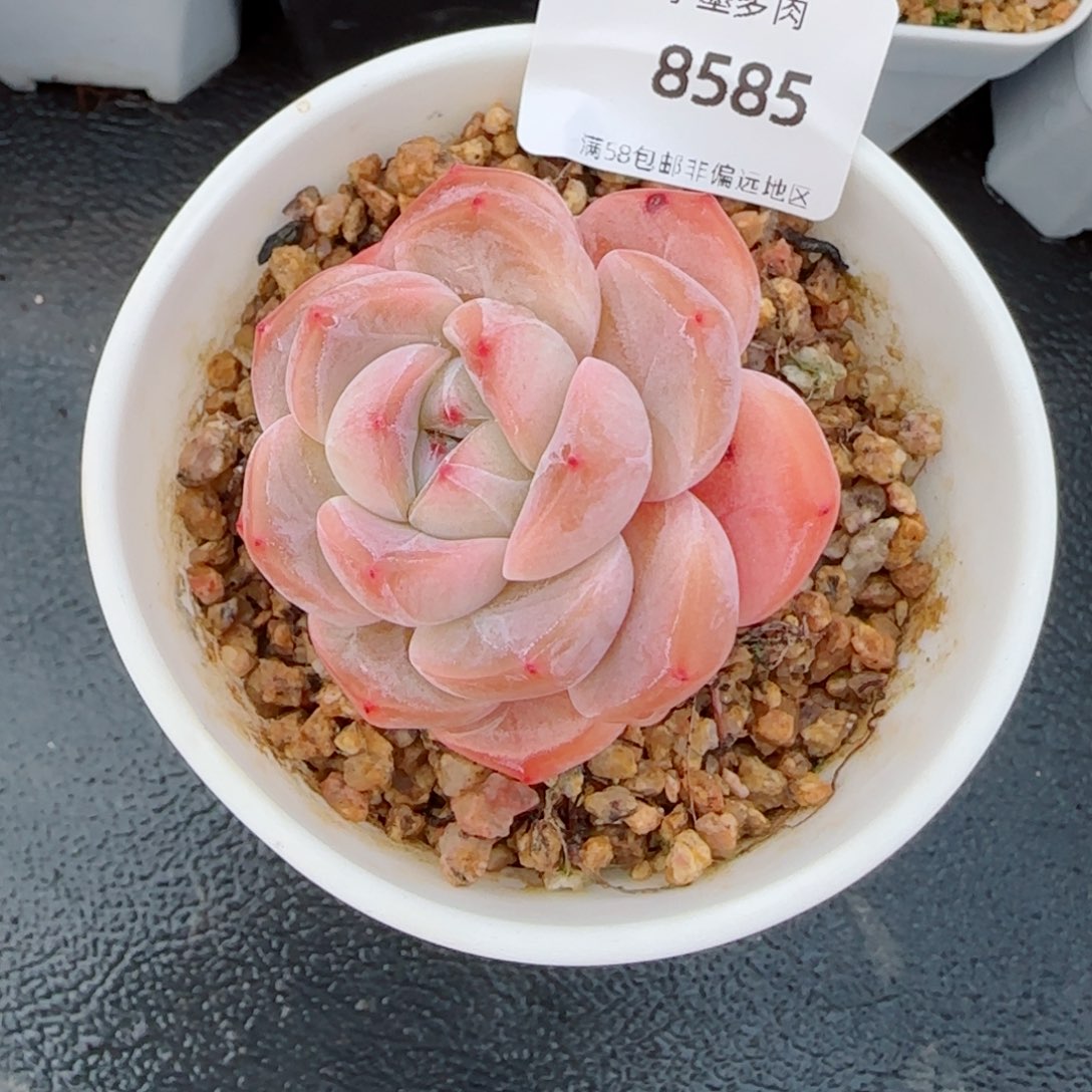 开播福利，8585多肉