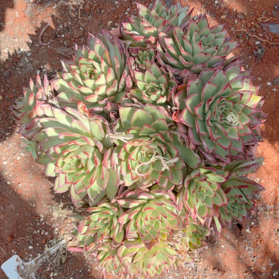 吉赛尔。   25。