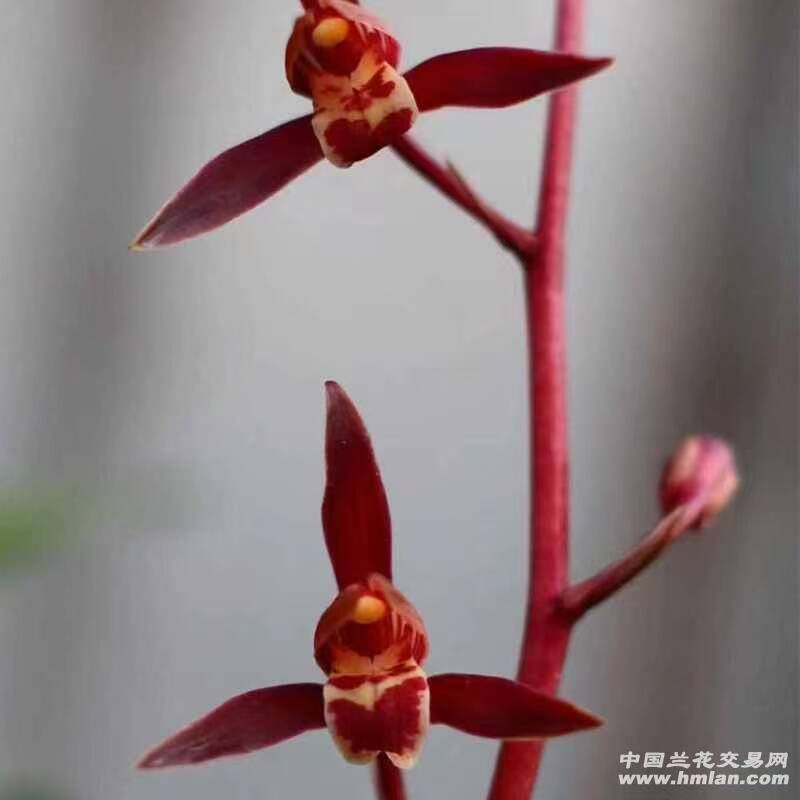 墨兰凤凰锦兰花好养易活