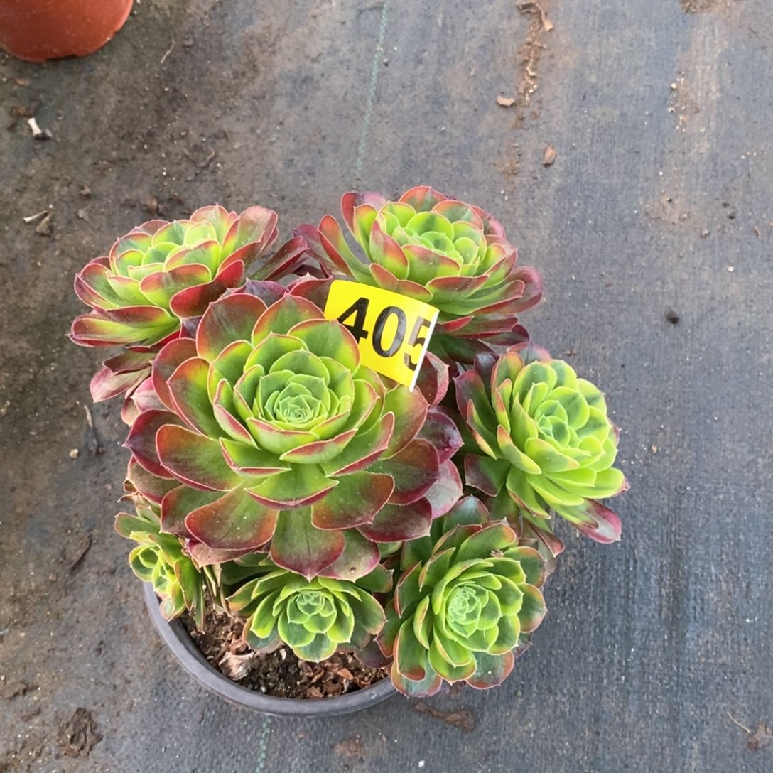 奶白锦多肉植物405