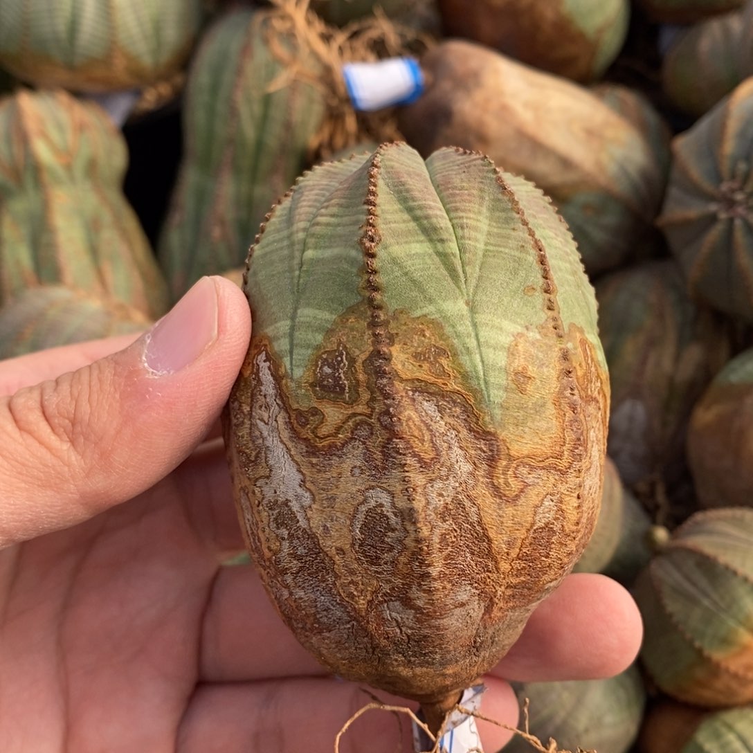 8 欧系实生布纹球多肉植物