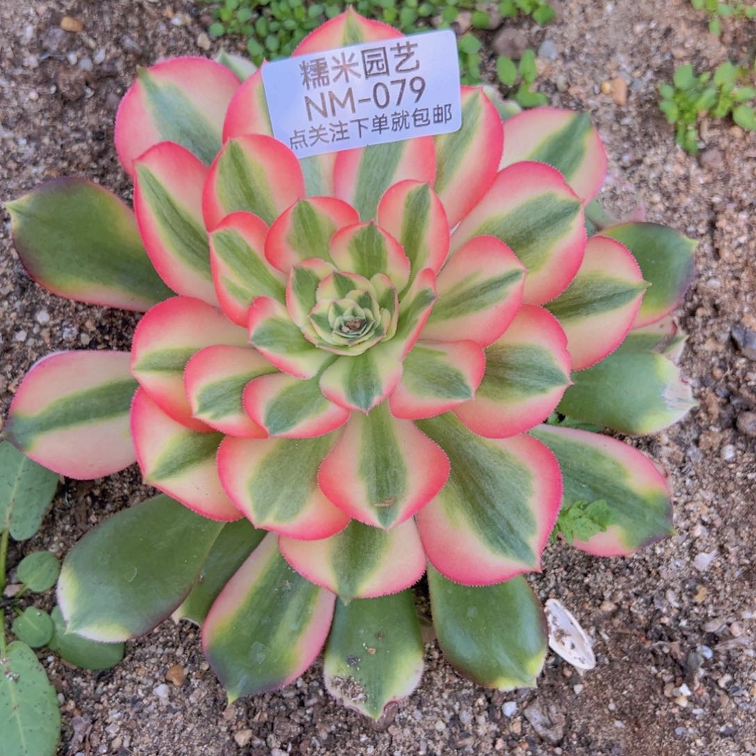 香妃多肉植物079