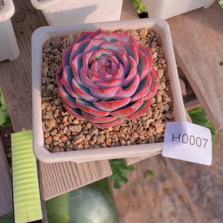 *****闪购多肉1棵h0007带个白方盆