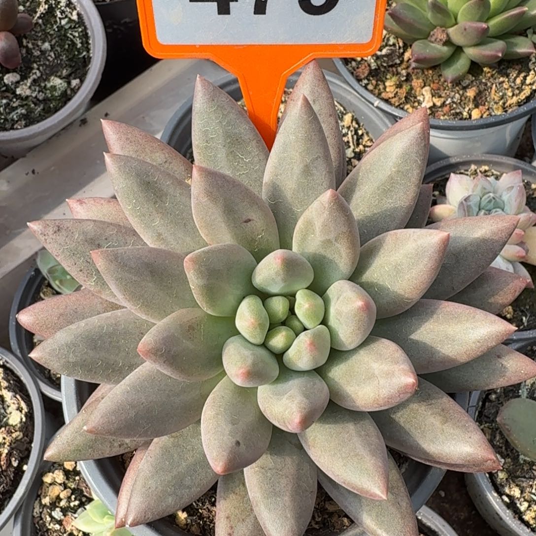 黄体水晶球一物一拍479