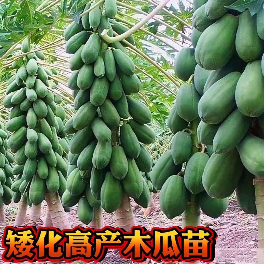 新品大青红心冰糖黄金木瓜苗矮化品种高产四季结果当年种植可结果