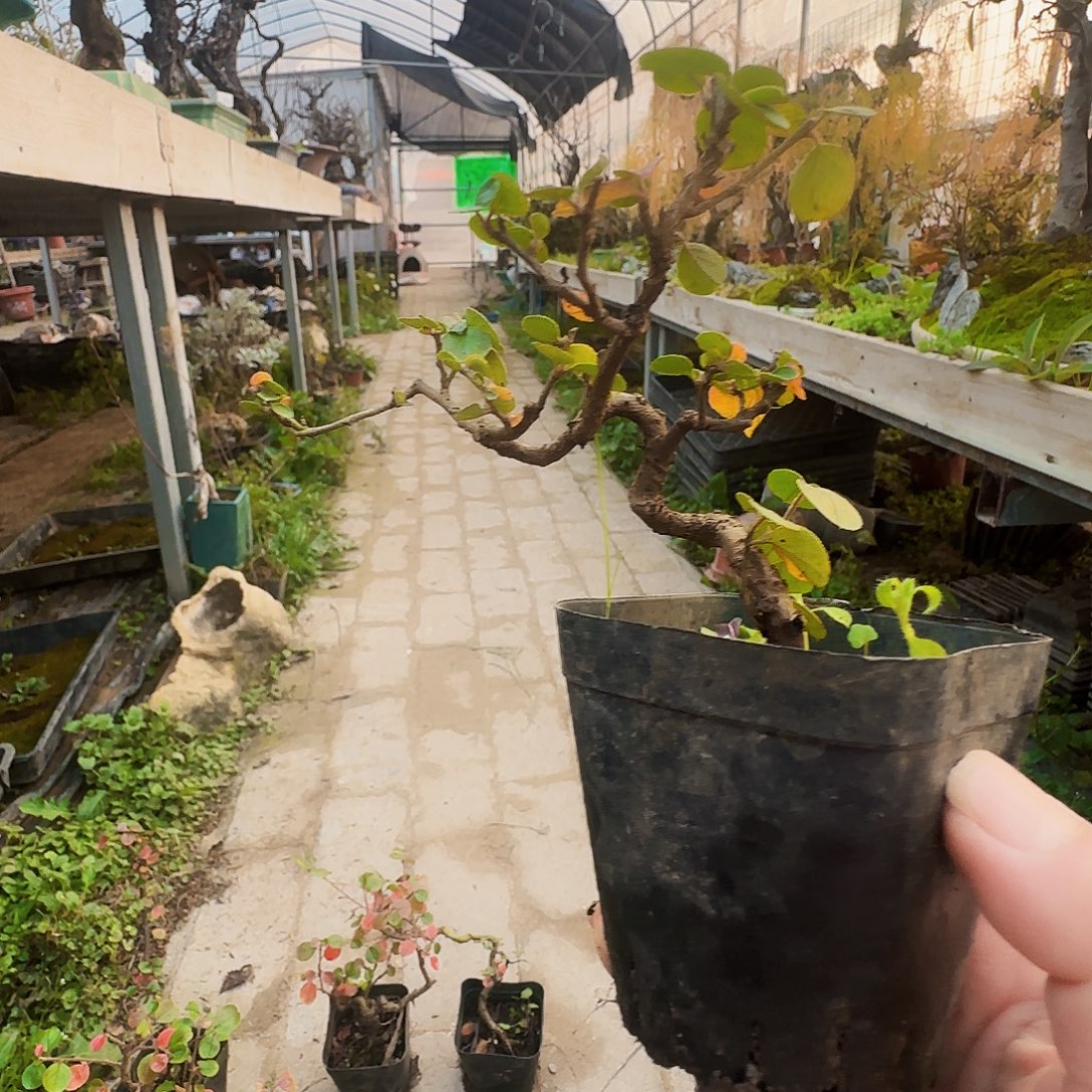 可***乐无花朵带的地方方法方法