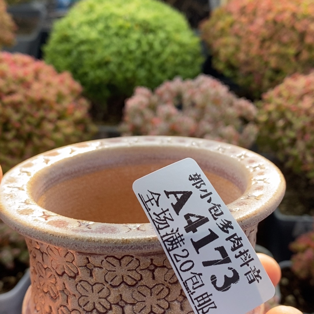 小***辣盆4173枝干番杏。   