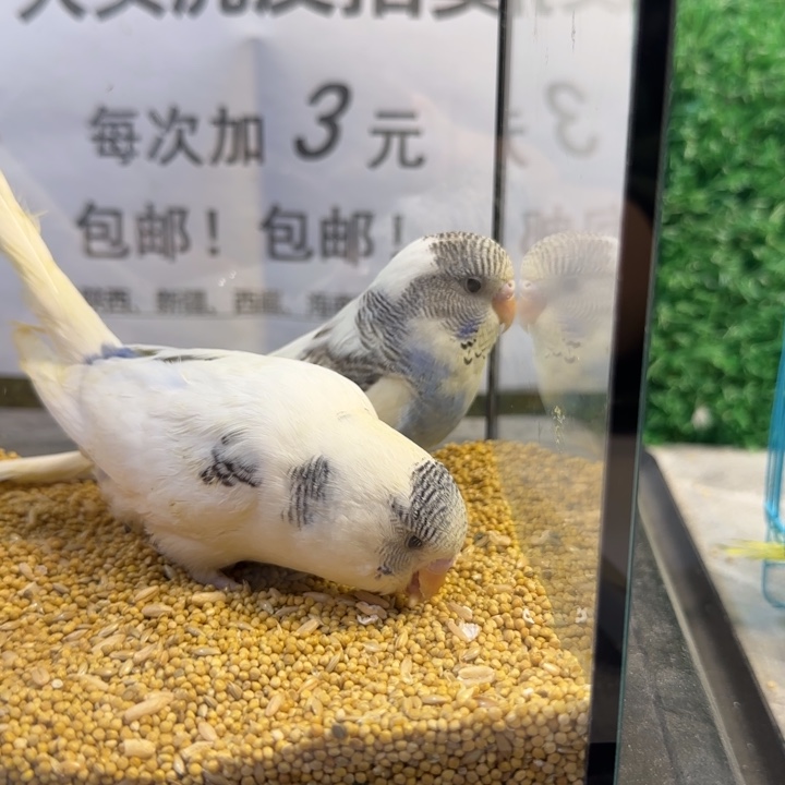 虎皮鹦鹉大头虎皮鹦鹉