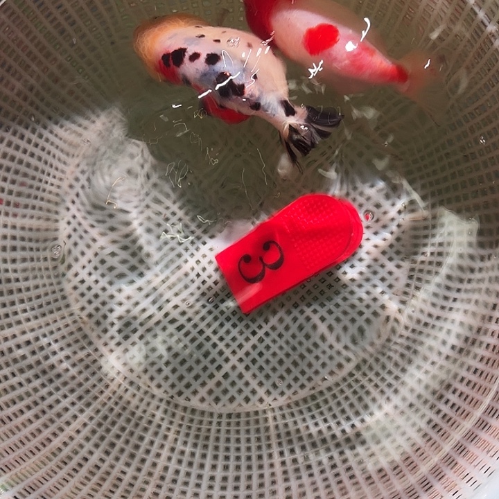 金鱼3号尺寸8-10区间