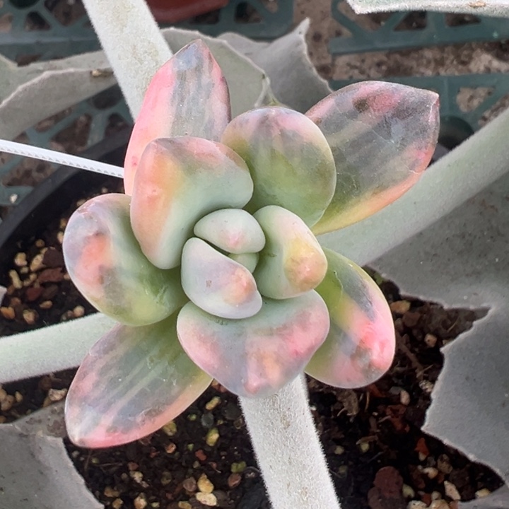 紫丽殿拉丝锦一物一拍