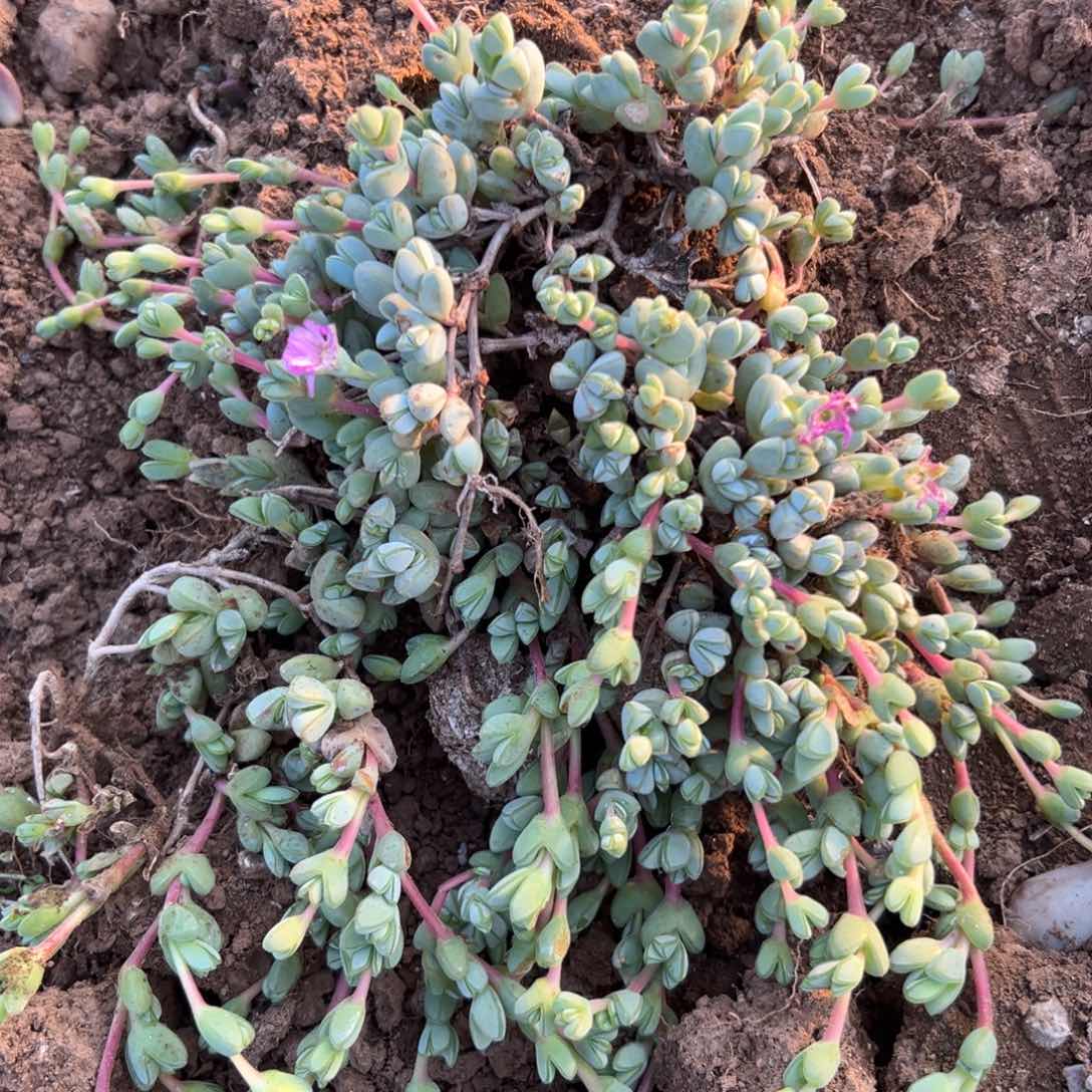 父母哦中央音乐学院植物植物