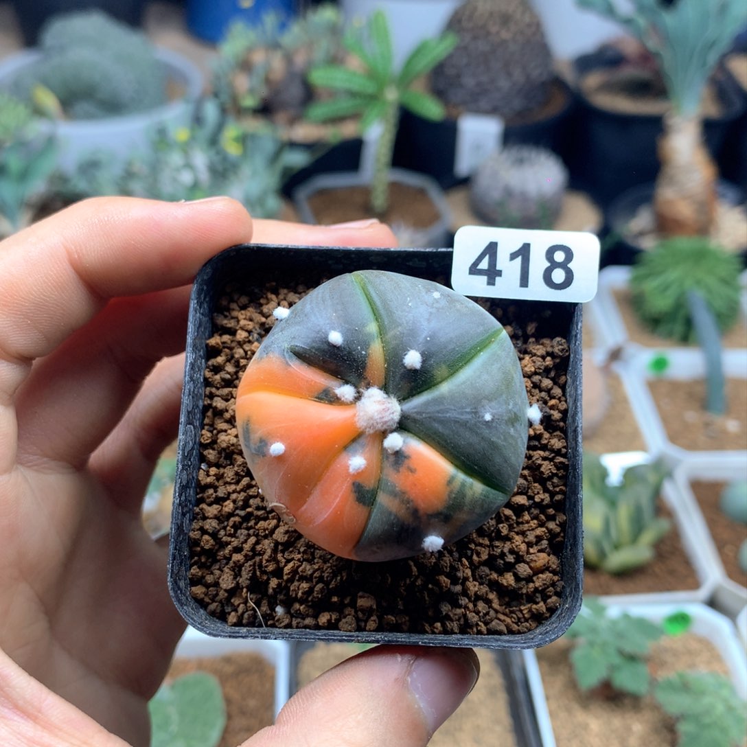 实生兜锦带盆3.7多肉