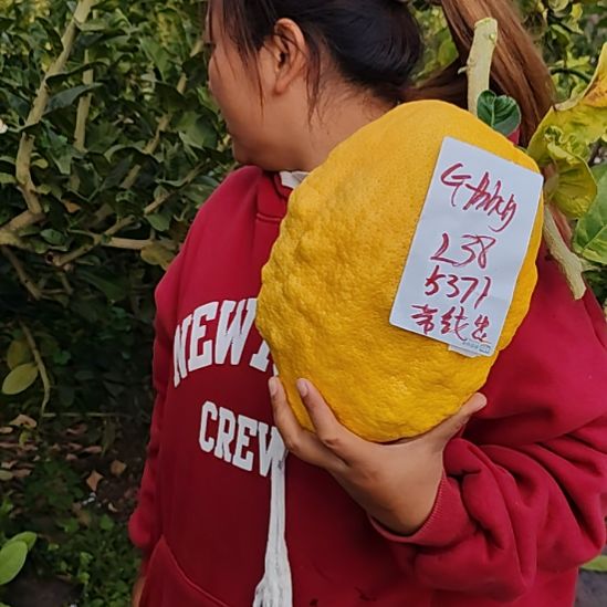 G***g小黄金gdggghhhgggg