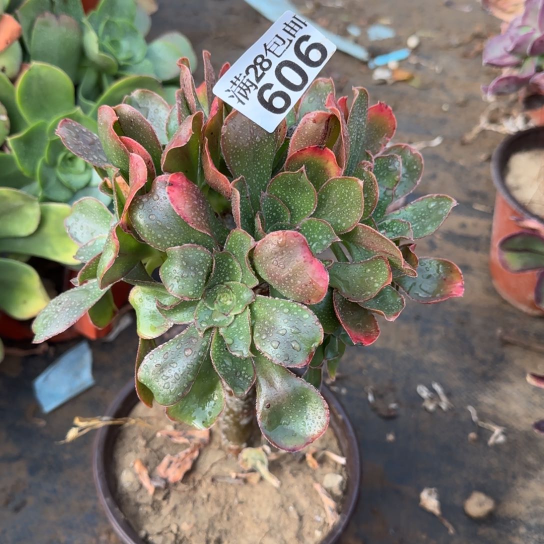 艳姿多肉606满28包邮断枝不包
