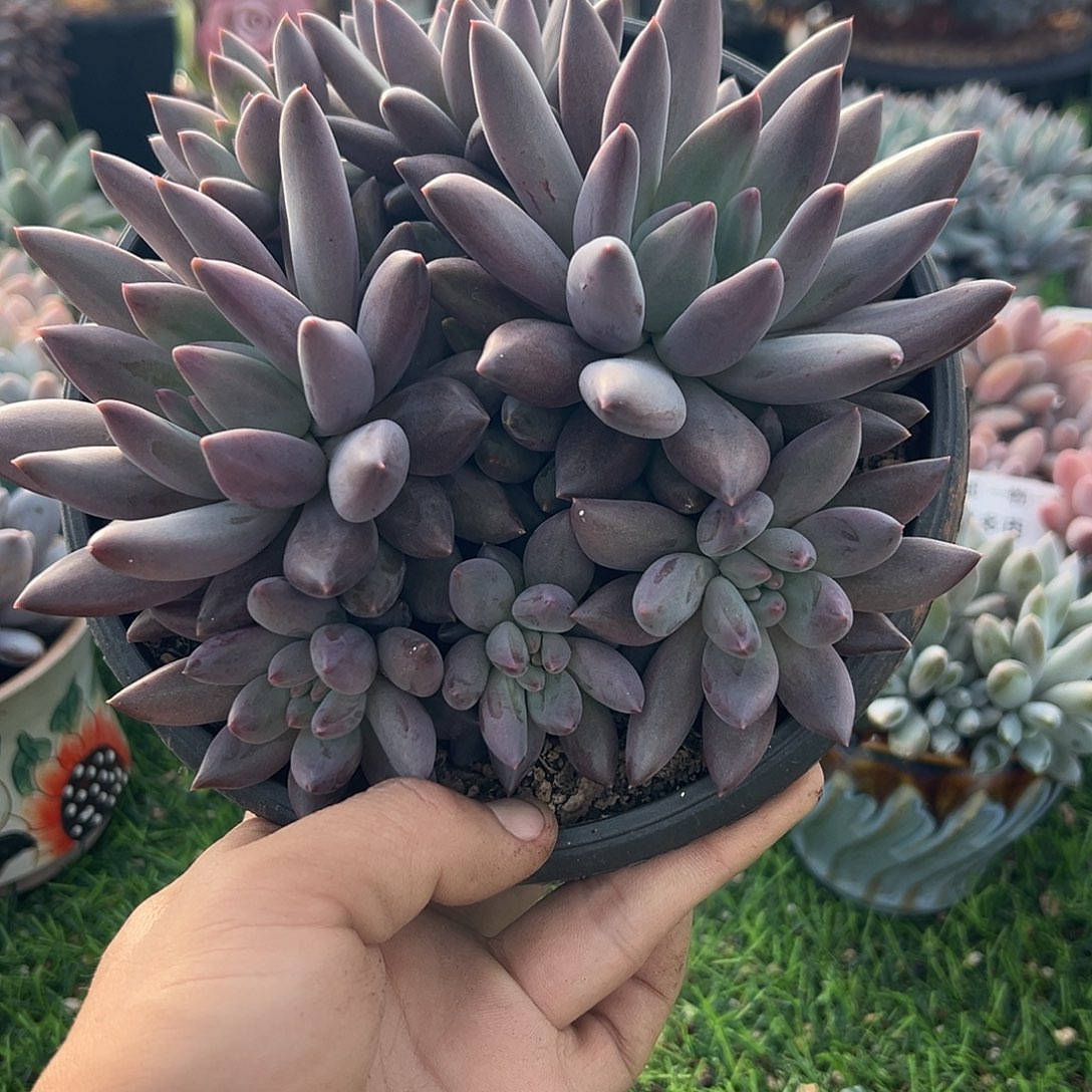 1028063 水晶球美人7头