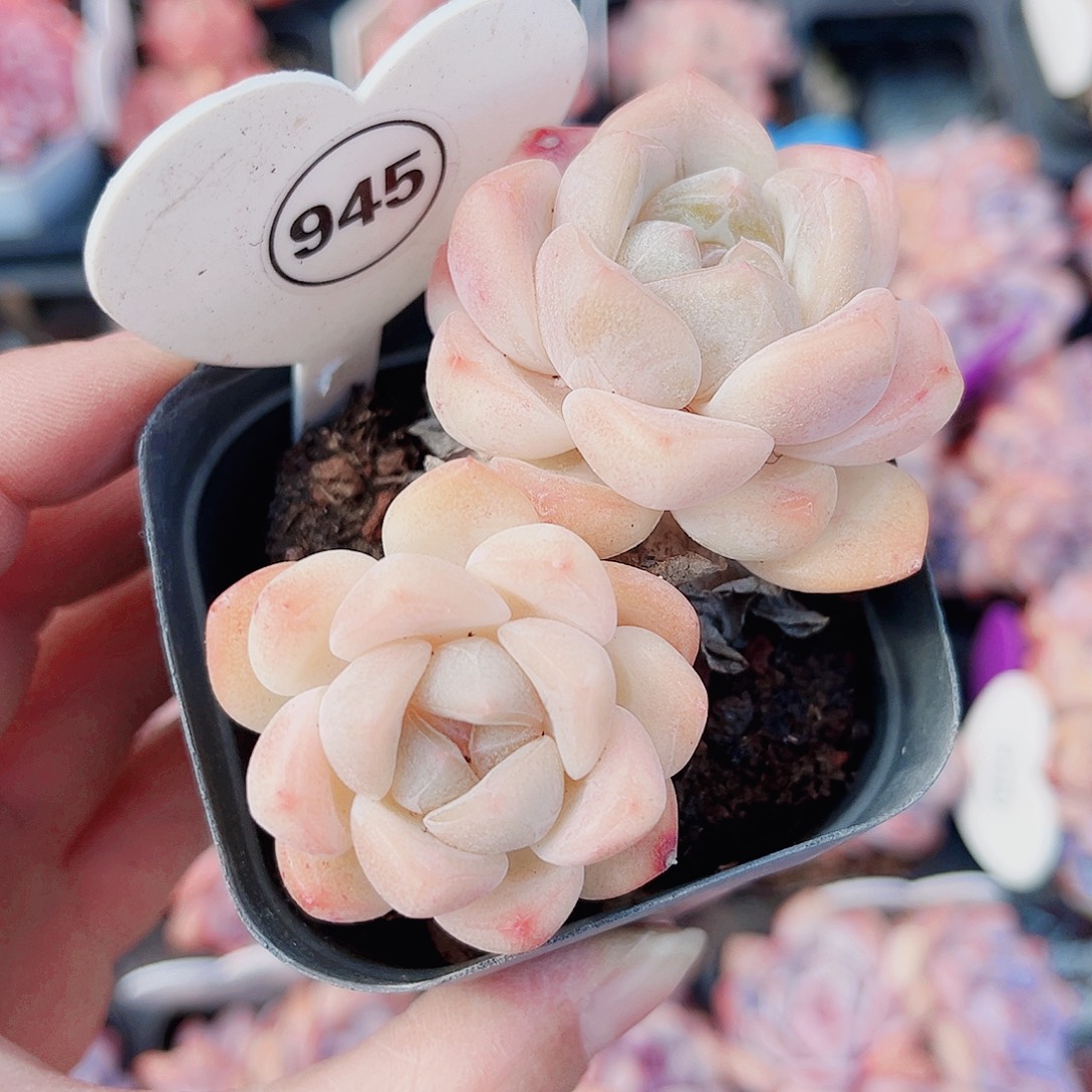 ****945号小老桩糖心双头