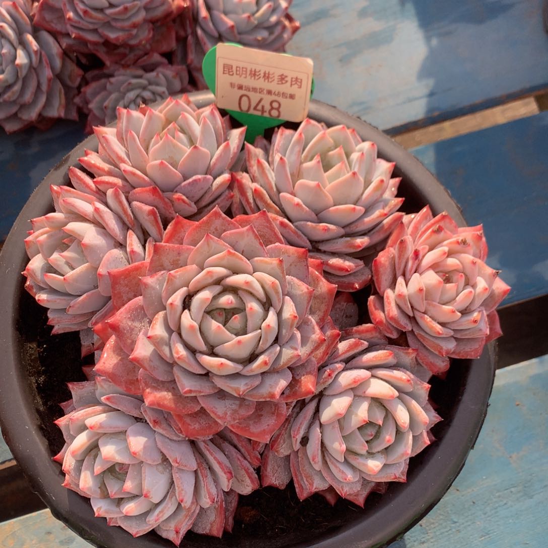 粉蓝鸟老桩有砍048