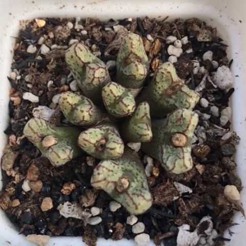 多肉肉锥 10头春传玉