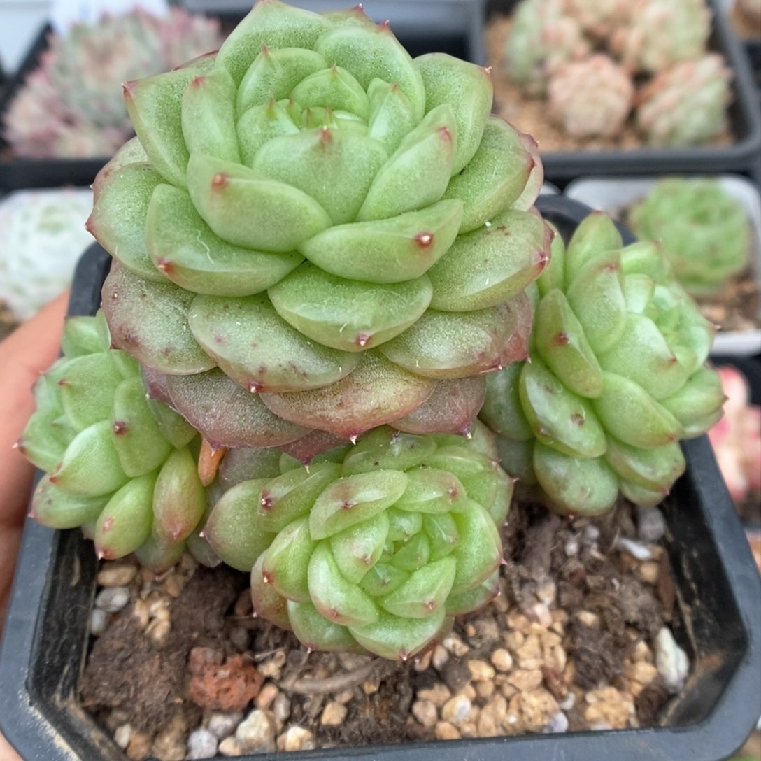 灯泡珍妮群生可拍580号