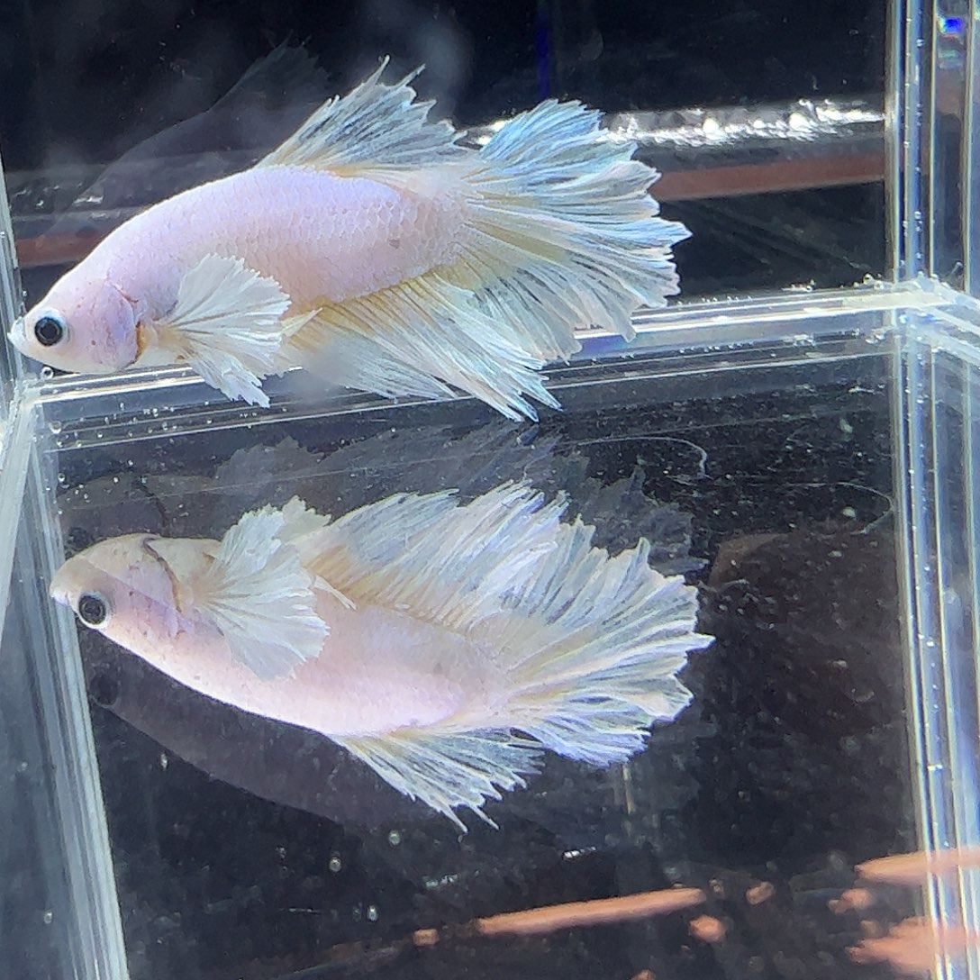 斗鱼编号41直播链接