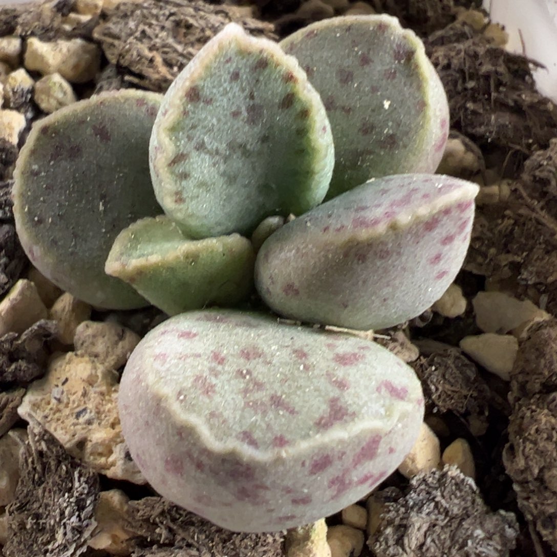 实生新品斑点款多肉植物水泡